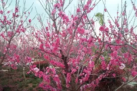 【东塔湖花事】大姚碧桃惹人醉，四月赏花正当时图片