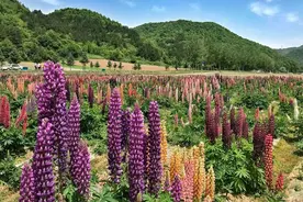 西安开车2小时，藏有一片鲁冰花海，正是夏天和家人赏花的好去处图片