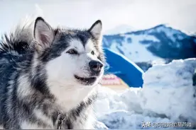 130斤阿拉斯加追小女孩一条街，就为了一根香肠，狗主人应该道歉图片