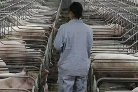 养猪人的一天图片