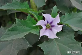 曼陀罗花其实并没有那么的神秘，就是在农村路边很常见的一种野花图片