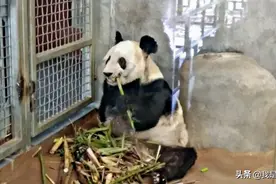 旅美大熊猫疑遭虐待，患上抑郁症…无数中国人担心大熊猫处境图片