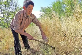 7旬农民大叔田间割油菜 着急要去那边沟里看看 言说是发财宝地图片