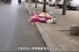 狗狗帮残疾主人照顾菜摊，别人叫也不走，这狗个也太懂事了吧图片