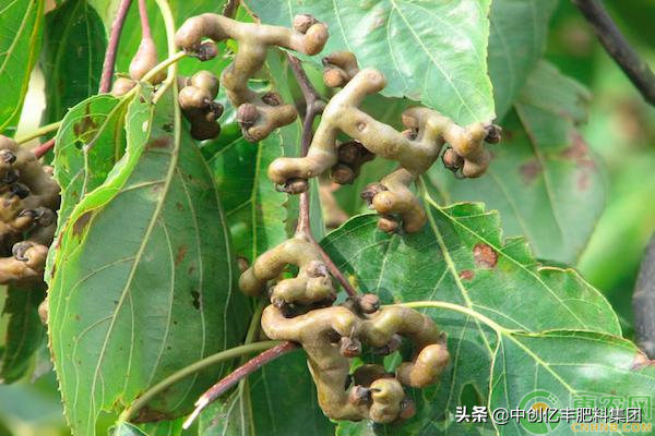 万寿果怎么种植（拐枣种植多久能结果怎么管理结果多）