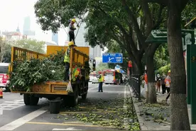芒果定律：广州大道上芒果树结满了芒果，为什么打得满地都是图片