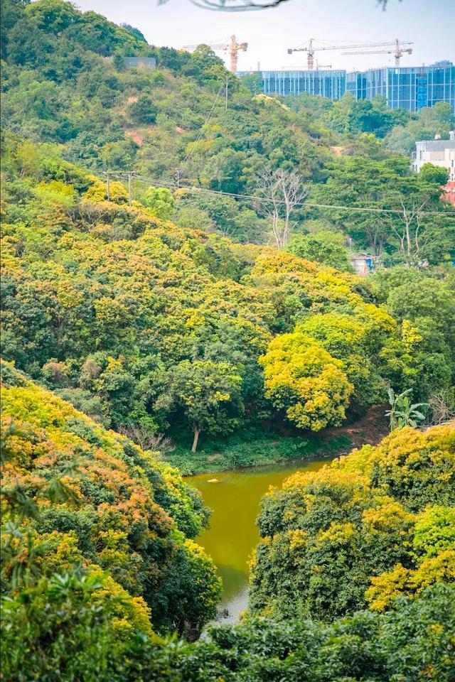 深圳值得征服的10座山，你去过几座？