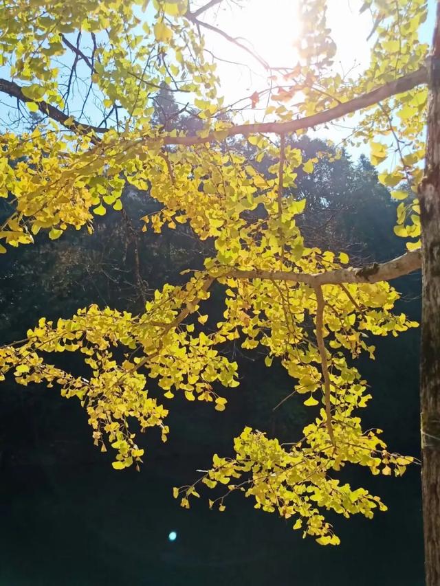 秋风吻尽银杏叶，艳遇醉美帽子峰