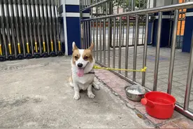 谁家柯基走失了？广东佛山一只柯基走失被热心女孩送派出所图片