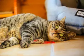 橘座VS狸花，谁的猪化能力更强图片