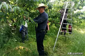 全国劳模廖永强：樱桃地里的守望者图片