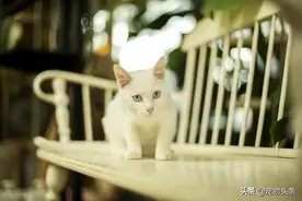 起司猫为什么不能养 这些缺点你都能接受吗？图片