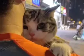 男朋友的小情人？有的猫养着养着就绿茶，“女人，本喵赢你太多”图片