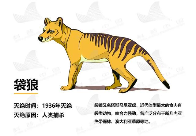 灭绝动物 灭绝动物有哪些(图9) 灭绝动物 灭绝动物有哪些(图9)