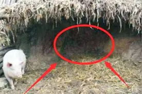 河北一老汉猪圈神秘丢猪，无奈下选择报警，专家赶到后却乐开花图片