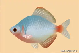 又到了鳑鲏鱼“泛滥”的季节！钓鱼人讨厌它，却不知其浑身是宝图片