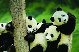 狮子老虎碰到大熊猫为什么不攻击？看完熊猫的来历你就明白了图片