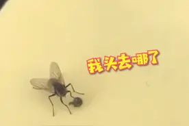 苍蝇为什么总把自己的头弄下来玩？关于苍蝇的秘密图片