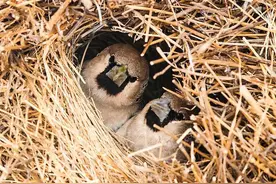 全球最大的鸟巢：重达1吨已有百年历史，筑巢的鸟儿比人还聪明图片
