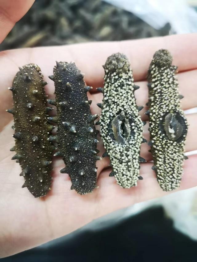 1000块钱买几个海参 海参500克价格表