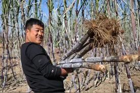 嘎嘎甜！咱北方也可以种植甘蔗啦！图片