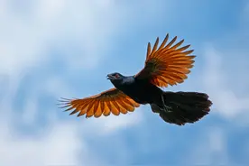 索尼便携相机RX10M4（四胖子）拍摄飞鸟的设置图片