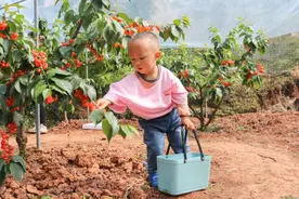 免费摘樱桃！全家总动员图片