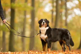 被狗咬伤后打了狂犬疫苗，为何仍病发身亡？医生一文说清楚图片