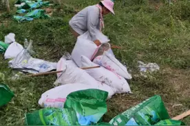 槟榔冬季施肥的重要性图片