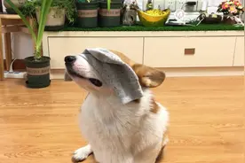 狗狗可以用的8款人类平价替代品，一年省下数千元图片