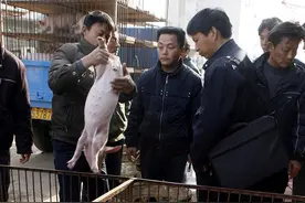 猪头颈向一侧歪斜，步样瞒珊倒地尖叫是怎么回事？图片