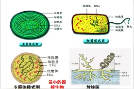 高中生物总复习之细胞结构功能图汇总，彩色图片（超详细）图片
