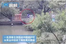 游园中对黑天鹅蛋下手，这名游客因盗窃被拘图片