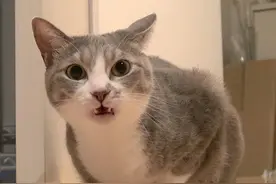猫咪还能用嘴巴闻味？嘴中犁鼻器嗅到喜欢的味道，爱猫秒变表情包图片