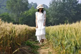 如何辨别麦熟？老农用七句老话，介绍7种老经验评判标准图片