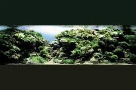 世界级的草缸造景，都长什么样子呢？9个鱼缸景观，让你服气图片