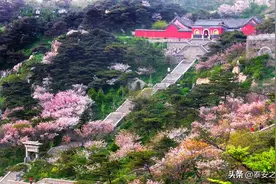 视频丨五月之际来泰山 一片春心付海棠图片