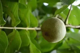 大崩盘，核桃是怎么样从一万块钱一对跌到十元一对的？图片