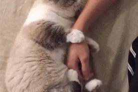 一组可爱温暖的猫咪图片：原来猫咪远比我们想象中的更依赖主人图片