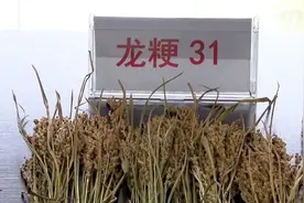 丰产，始于良种图片