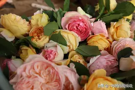 8种爱长红蜘蛛月季，月季病虫害王者，叶片斑斑点点，还影响开花图片