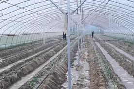 安装滴灌有讲究，正确的方法你知道吗？农户快来看看吧图片