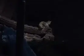 窗外的猫咪每夜都会哭泣，大家都觉得很害怕，找到原因后被感动了图片