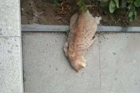 沈阳市民寄养宠物猫从32层楼跳下摔死，主人称受了惊吓图片