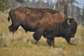 先杀6000万头到灭绝，再列为国兽保护，美国野牛到底经历了什么？图片