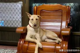 现实版“忠犬八公”，主人：我们没有教过它，但是它真的很爱我爸图片