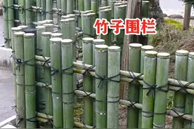 不花钱，就地取材，将砍来的竹子绑一绑围成小院，漂亮又有田园味图片