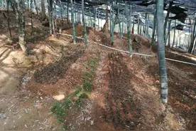 野生的已经不多，市场价格论克卖，100克300元图片