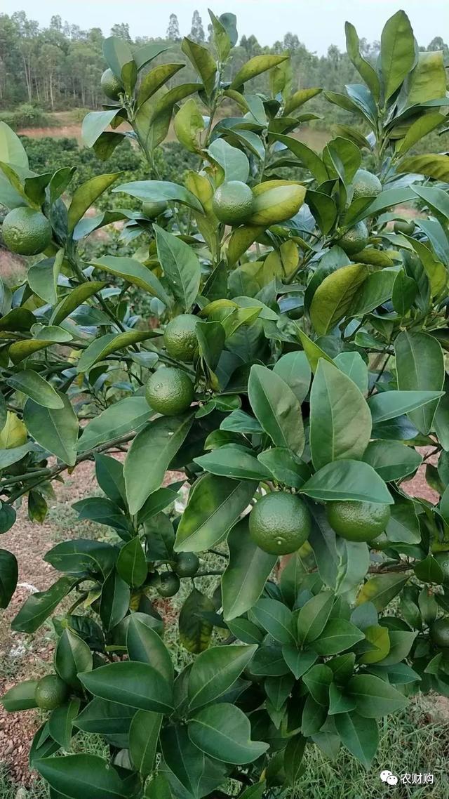 补钙高峰期到，流体钙，海藻钙，氨基酸钙，糖醇钙哪个好？