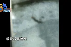 出租屋里都是虫…虫…虫…还会掉到面碗里图片